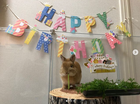 うさぎ畑,ユーザーフォト,Instagram