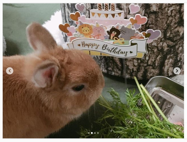 うさぎ畑,ユーザーフォト,Instagram