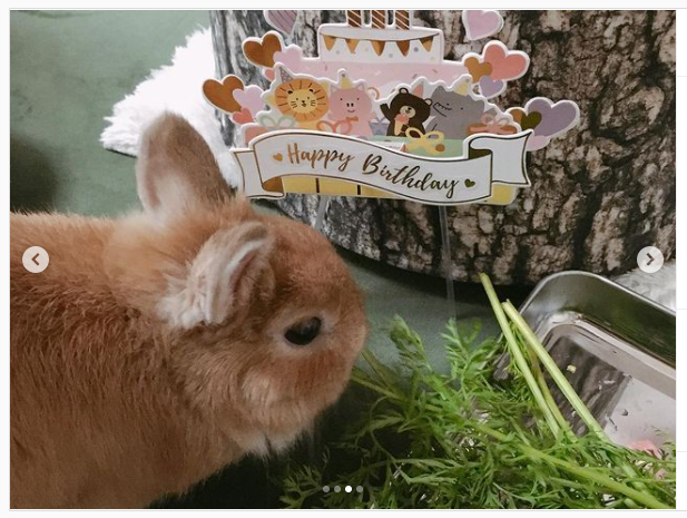 うさぎ畑,ユーザーフォト,Instagram
