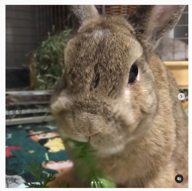 うさぎ畑,ユーザーフォト,Instagram