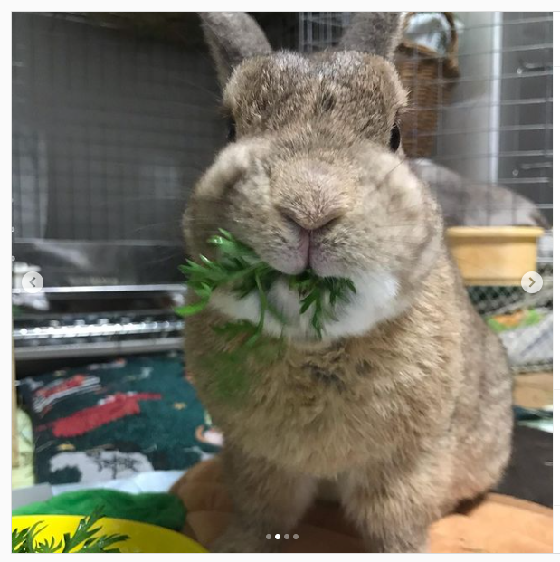 うさぎ畑,ユーザーフォト,Instagram