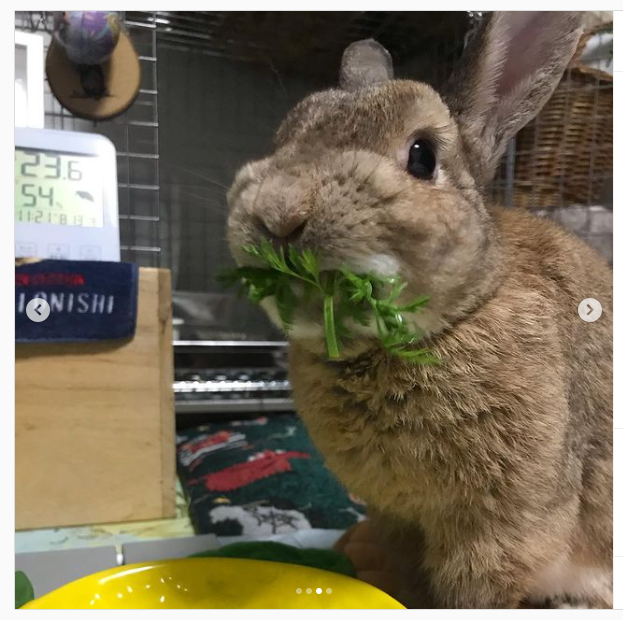 うさぎ畑,ユーザーフォト,Instagram