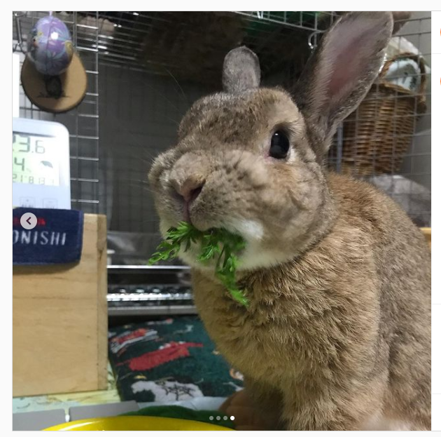 うさぎ畑,ユーザーフォト,Instagram