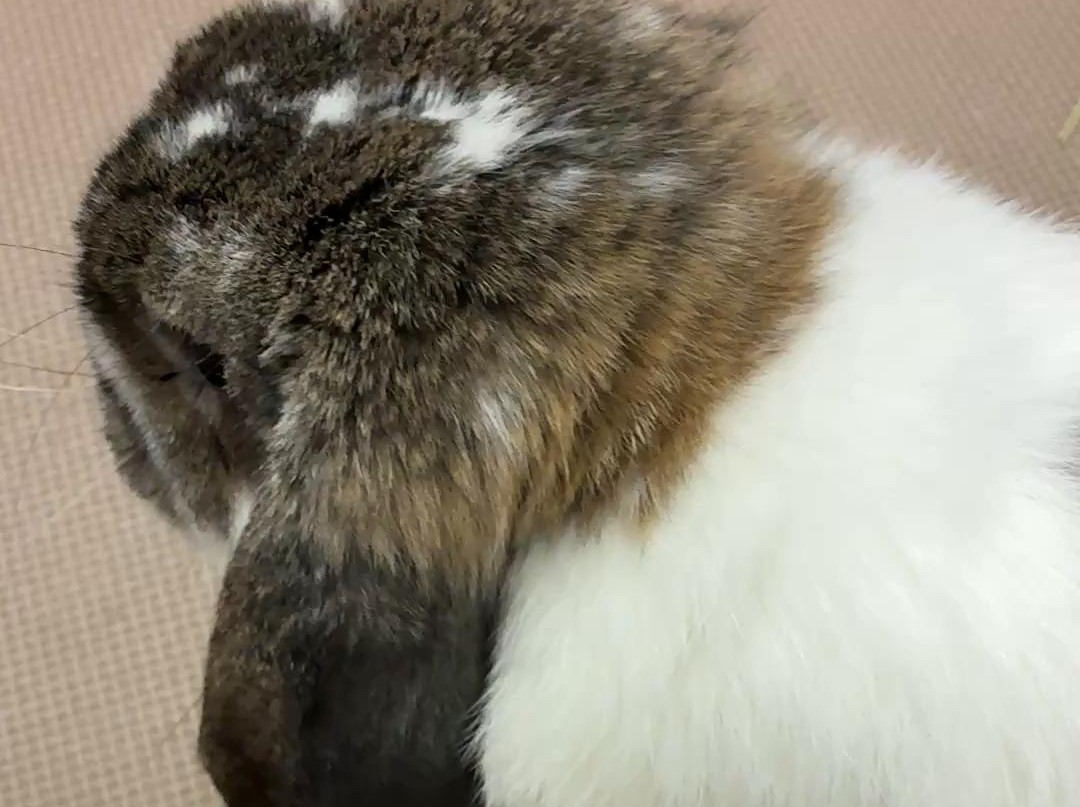 牧草を食べないうさぎ