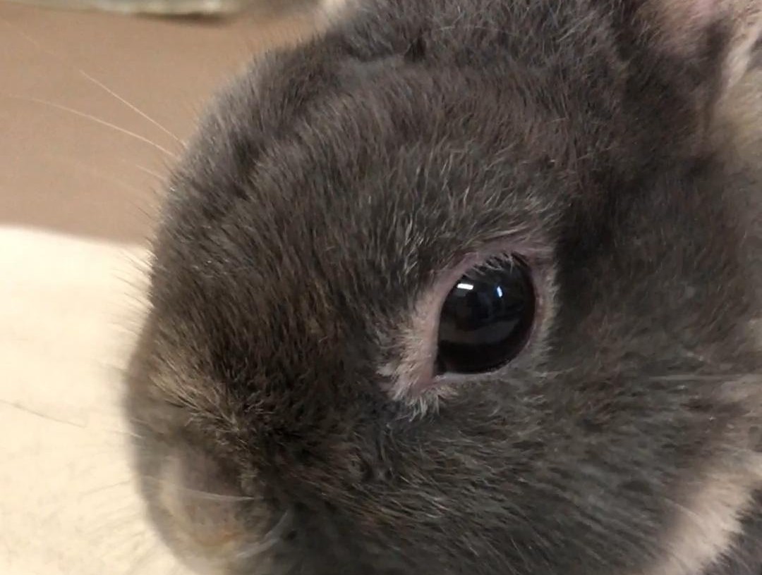 シニアうさぎ
