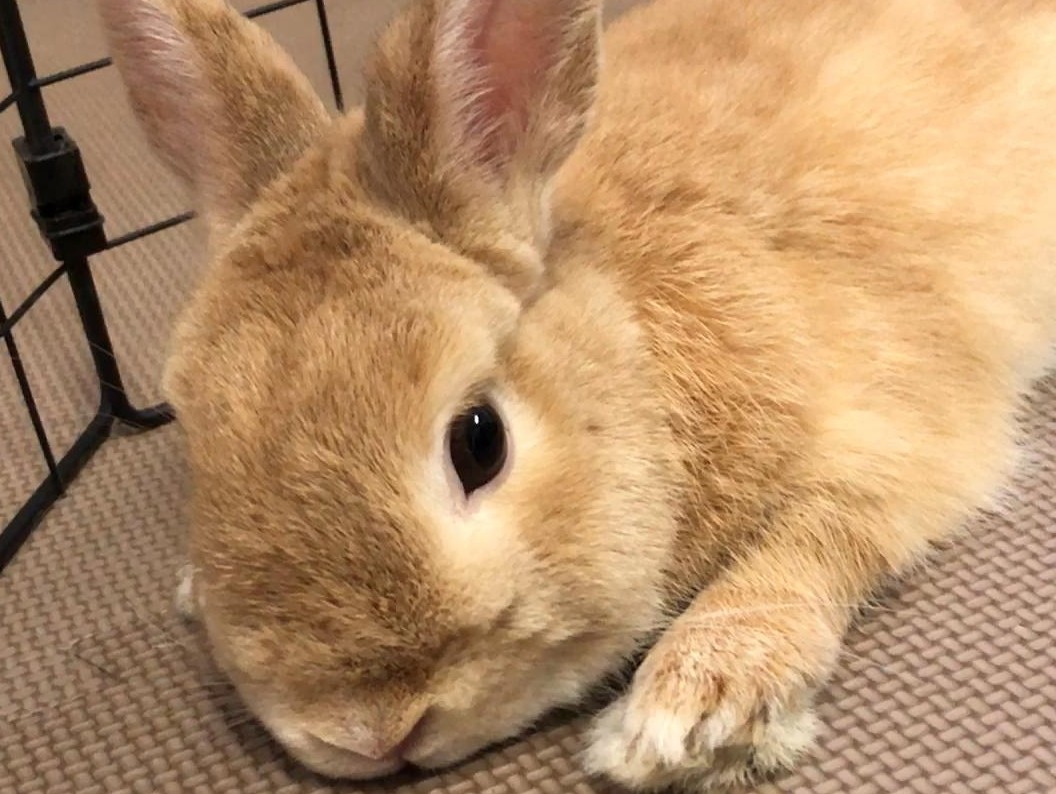 食欲がないうさぎ