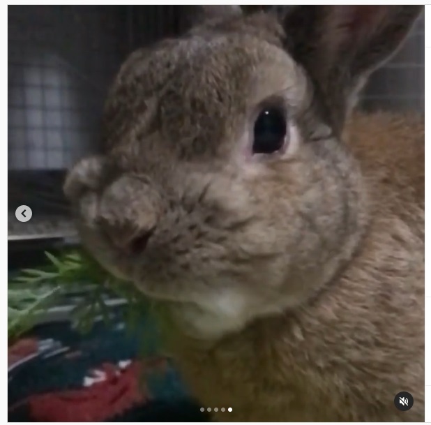 うさぎ畑,ユーザーフォト,Instagram