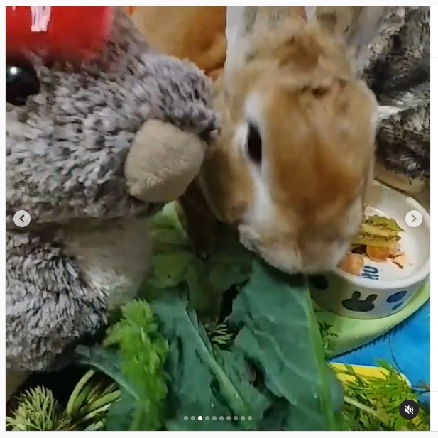 うさぎ畑,ユーザーフォト