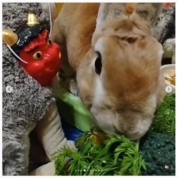 うさぎ畑,ユーザーフォト