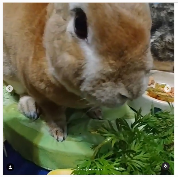 うさぎ畑,ユーザーフォト