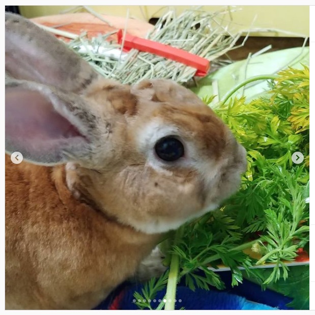 うさぎ畑,ユーザーフォト