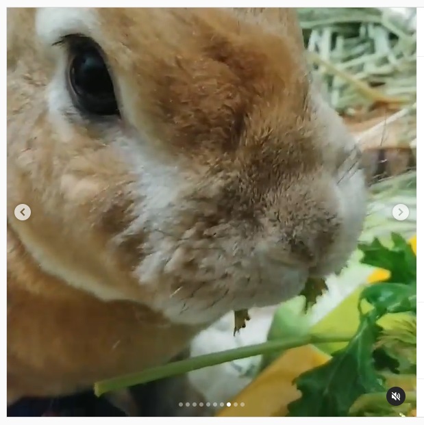 うさぎ畑,ユーザーフォト