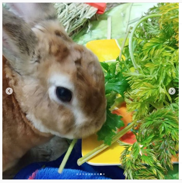 うさぎ畑,ユーザーフォト