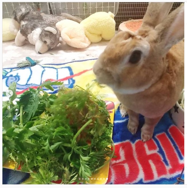 うさぎ畑,ユーザーフォト