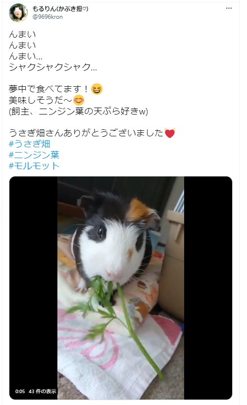 うさぎ畑,ユーザーフォト,Twitter