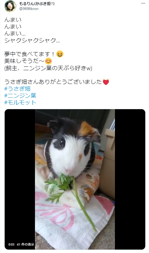 うさぎ畑,ユーザーフォト,Twitter