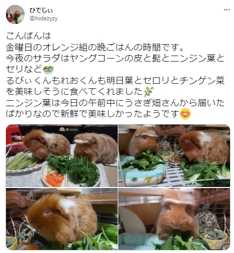 うさぎ畑,ユーザーフォト,Twitter