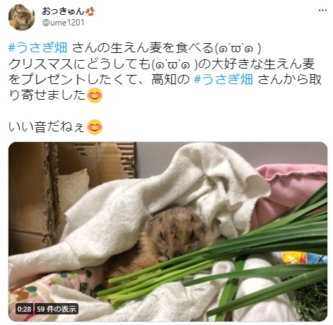 うさぎ畑,ユーザーフォト,Twitter