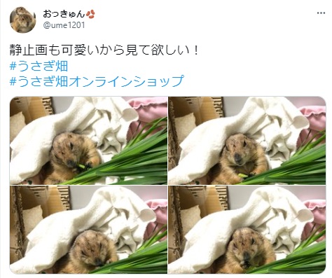 うさぎ畑,ユーザーフォト,Twitter