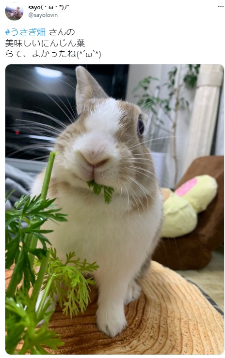 うさぎ畑,ユーザーフォト,Twitter