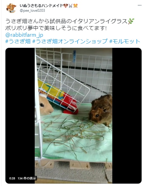 うさぎ畑,ユーザーフォト,Twitter