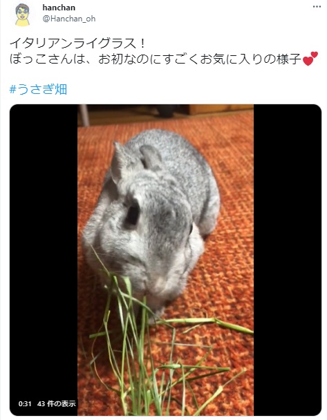 うさぎ畑,ユーザーフォト,Twitter