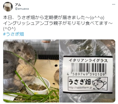 うさぎ畑,ユーザーフォト,Twitter
