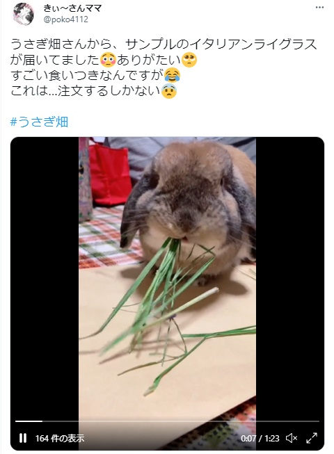 うさぎ畑,ユーザーフォト,Twitter