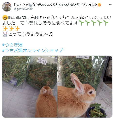 うさぎ畑,ユーザーフォト,Twitter