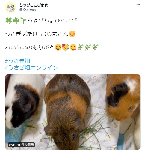 うさぎ畑,ユーザーフォト,Twitter