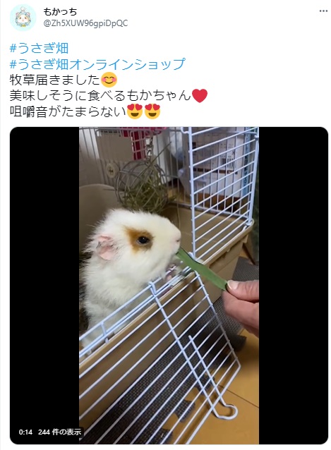 うさぎ畑,ユーザーフォト,Twitter