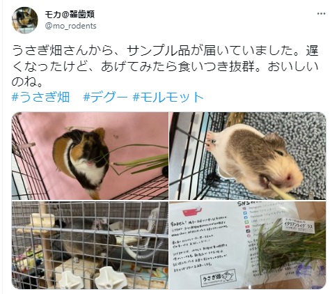 うさぎ畑,ユーザーフォト,Twitter