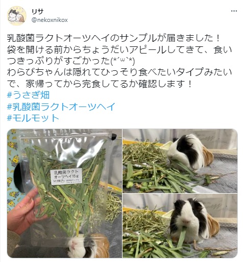 うさぎ畑,ユーザーフォト,Twitter