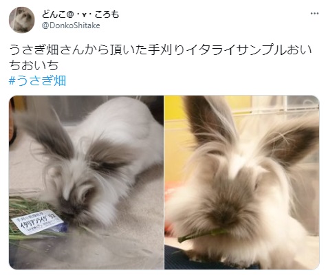 うさぎ畑,ユーザーフォト,Twitter