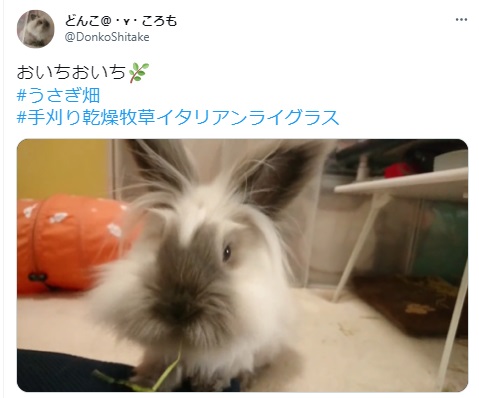 うさぎ畑,ユーザーフォト,Twitter