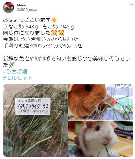 うさぎ畑,ユーザーフォト,Twitter