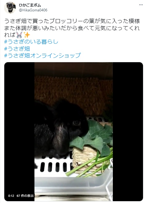 うさぎ畑,ユーザーフォト,Twitter