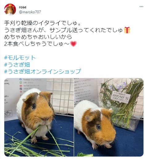 うさぎ畑,ユーザーフォト,Twitter