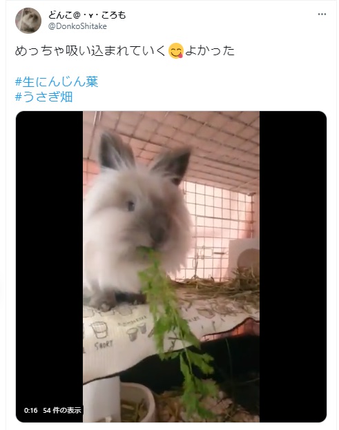 うさぎ畑,ユーザーフォト,Twitter