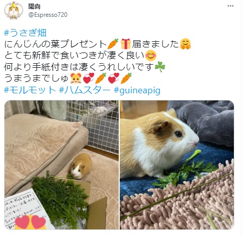 うさぎ畑,ユーザーフォト,Twitter