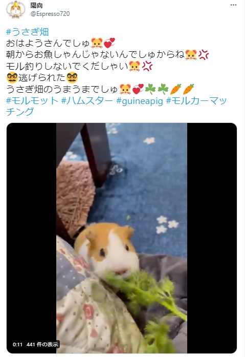 うさぎ畑,ユーザーフォト,Twitter