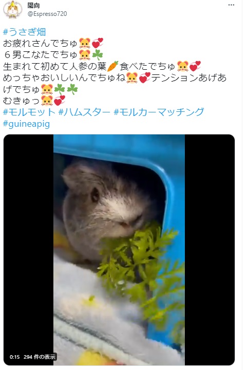 うさぎ畑,ユーザーフォト,Twitter