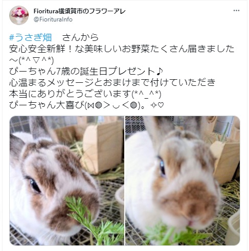 うさぎ畑,ユーザーフォト,Twitter