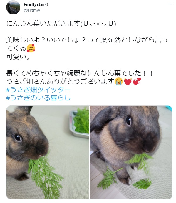 うさぎ畑,ユーザーフォト,Twitter