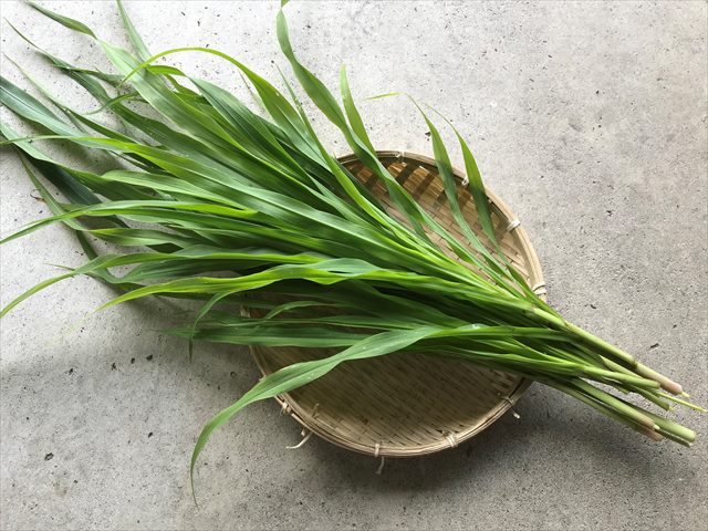 夏イタリアン,うさぎ,生牧草