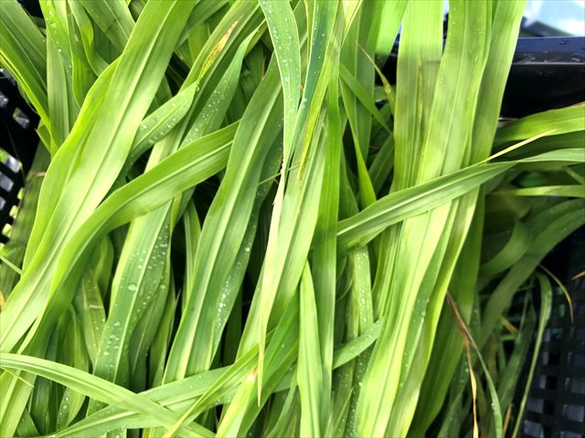 夏イタリアン,うさぎ,生牧草