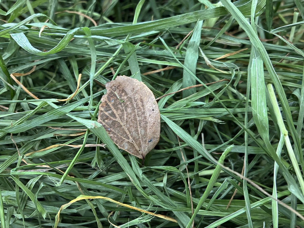 リーフイタリアンライグラス