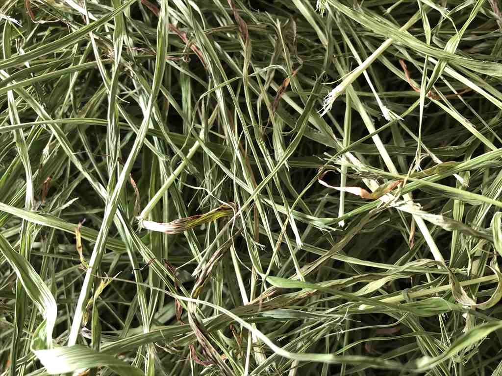 うさぎ畑の生牧草と乾燥牧草をご紹介！ うさぎ畑【うさぎさんの