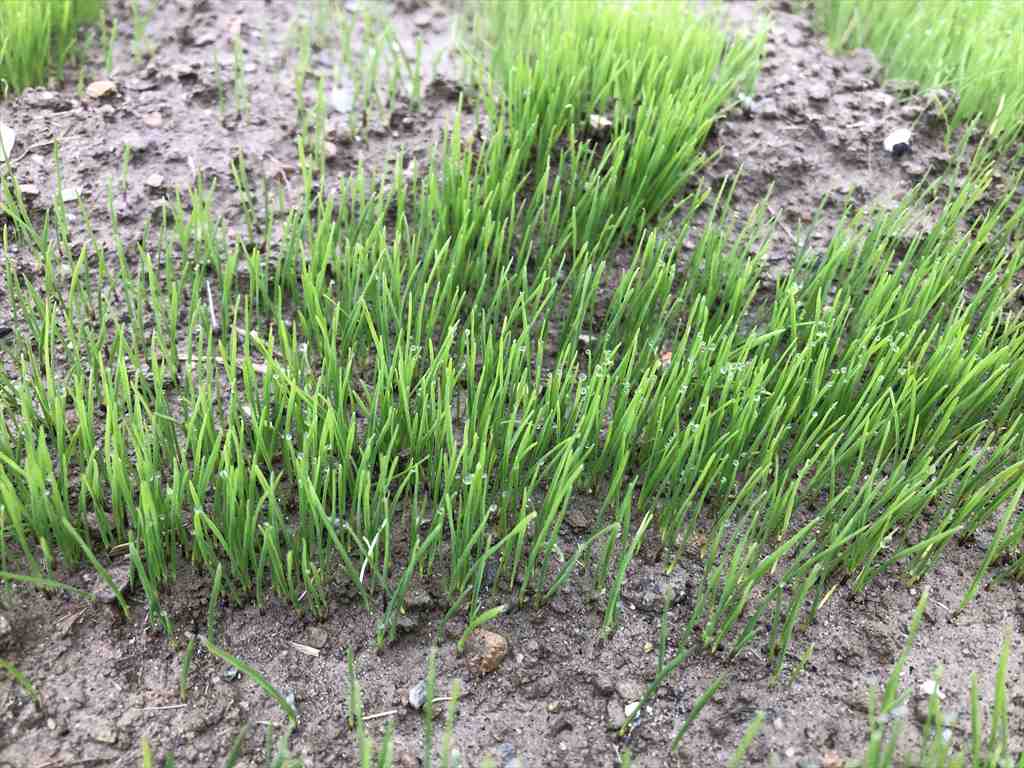 うさぎ畑の生牧草と乾燥牧草をご紹介！ うさぎ畑【うさぎさんの