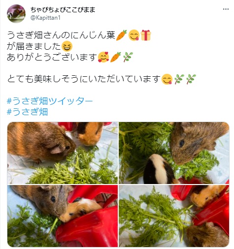 うさぎ畑,ユーザーフォト,Twitter